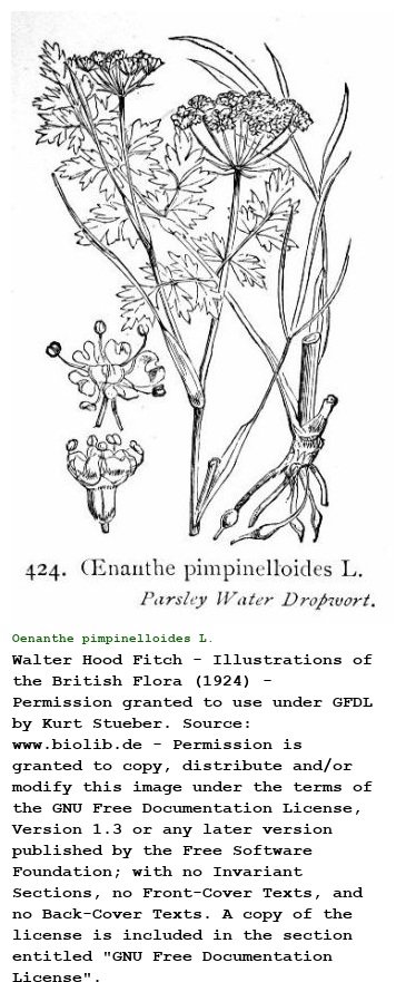 Oenanthe pimpinelloides L.